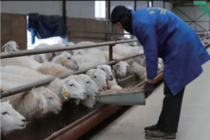  ??  ?? A worker feeds sheep at a herding company in
Guanghe County in Linxia Hui Autonomous Prefecture, Gansu Province in northwest China, on January 18
