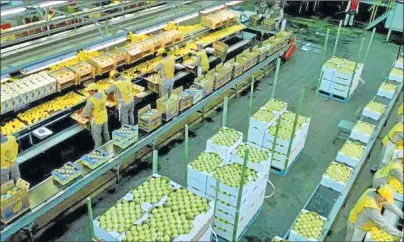  ?? FOTOS: CEDOC PERFIL ?? EMPAQUE. Las ventas al exterior suman 1.900 toneladas diarias en todas las sedes de la citrícola.