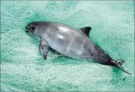  ?? Flip Nicklin Minden Pictures ?? A VAQUITA that was accidental­ly caught is shown in Baja California. The mammal is called the “panda of the sea” because of its chubby frame and rimmed eyes.