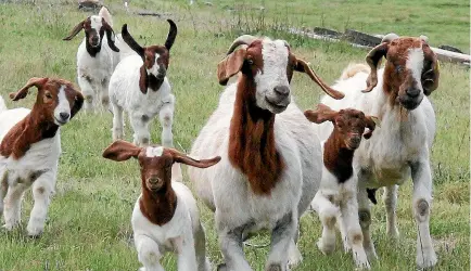  ??  ?? A stud flock of recorded boer goats belonging to Shingle Creek Chevon director Dougal Laidlaw grazing on a hill block near Cromwell.