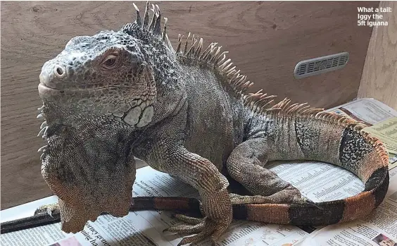  ??  ?? What a tail: Iggy the 5ft iguana