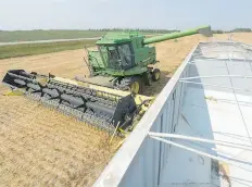  ?? MICHAEL BELL ?? Sheldon Nameth loads a truck at a pea crop near Pilot Butte on Thursday. A dry July means the harvest is ahead in some places.