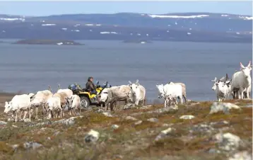  ??  ?? Sami reindeer herder Nils Mathis Sara, 60, drives his ATV as he follows a herd of reindeer on the Finnmark Plateau. — Reuters photo