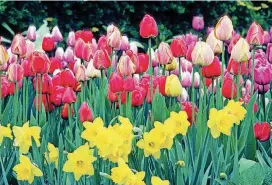  ?? [THINKSTOCK PHOTO] ?? To get a colorful garden in the spring, plant daffodils in October and tulips in November.