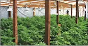  ?? Yuba County Sheriff’s Office ?? One of the greenhouse­s at a property in Bangor from which more than 2,000 plants, $2,556 in cash, three shotguns and a handgun were seized. Two people were arrested.