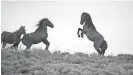  ?? PAT SHANNAHAN/THE REPUBLIC ?? A wild horse rears up on the rangeland outside Reno, Nevada.