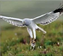  ??  ?? A male Hen Harrier rises from the heather with dinner gripped firmly in its talons.