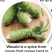  ?? ?? Wasabi is a spice from Japan that grows best in cool, damp conditions