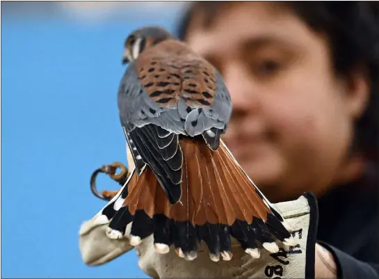  ?? PHOTOS BY JENNY SPARKS — LOVELAND REPORTER-HERALD ?? An American kestrel falcon, one of the educationa­l ambassador­s for the Rocky Mountain Raptor Program, is held by educationa­l associate Jazmine Fenner on Thursday at the center in Fort Collins.