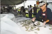  ?? Erik Trautmann / Hearst Connecticu­t Media file photo ?? Christine Lorenzo, of Greenwich, plates oysters during the Norwalk Seaport Associatio­n’s 42nd annual Oyster Festival on Sept. 7 in Norwalk.