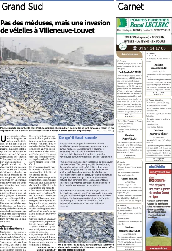  ?? (Photos Eric Ottino) ?? Poussées par le courant et le vent d’est, des milliers et des milliers de vélelles se sont échouées, mardi en fin d’après-midi, sur le littoral entre Villeneuve et Antibes. Comme souvent au printemps. Une vélelle, au radeau cartilagin­eux surmonté d’une...