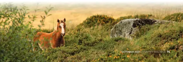  ??  ?? ▼ EYE TO EYE Ponies have 350° vision, with small blind spots directly ahead and behind.