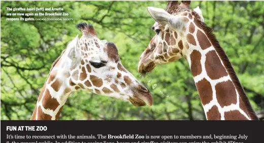  ?? CHICAGO ZOOLOGICAL SOCIETY ?? The giraffes Jasiri (left) and Arnetia are on view again as the Brookfield Zoo reopens its gates.