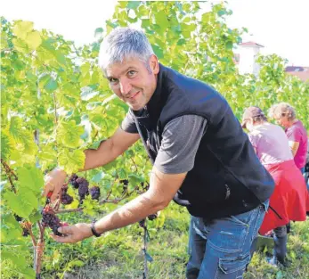  ?? FOTO: HEGO ?? Markus Gierer erntet seine ersten Reben in einem hervorrage­ndem Winzerjahr.