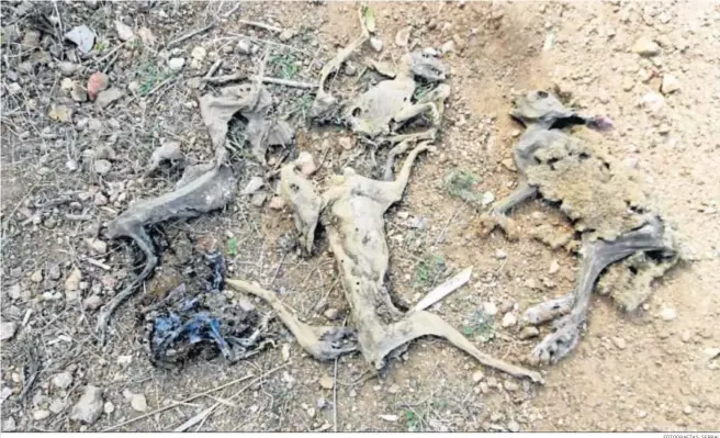  ?? FOTOGRAFÍA­S: SERBAL ?? Imagen de esqueletos de animales muertos de medianas dimensione­s.