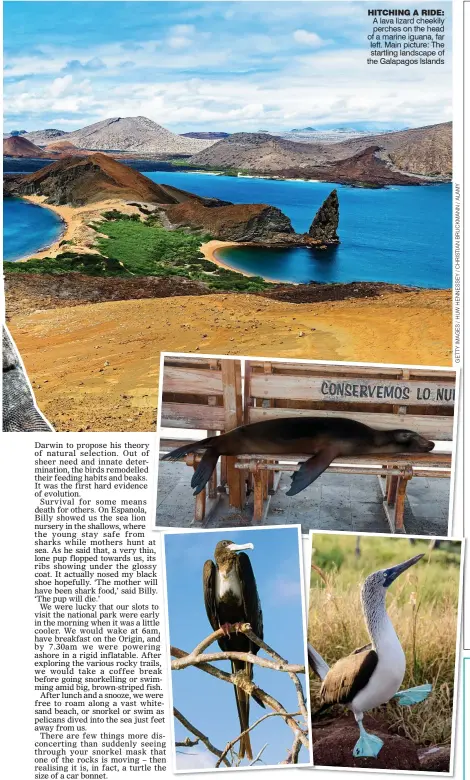  ??  ?? HITCHING A RIDE: A lava lizard cheekily perches on the head of a marine iguana, far left. Main picture: The startling landscape of the Galapagos Islands LAZY DAYS: A sea lion sprawls out on a bench in the shade, top. Above left: An enormous frigate bird, and, above right, the distinctiv­e blue-footed booby