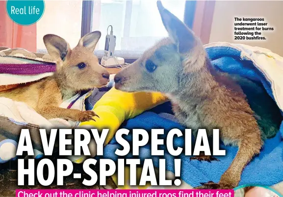  ?? ?? The kangaroos underwent laser treatment for burns following the 2020 bushfires.