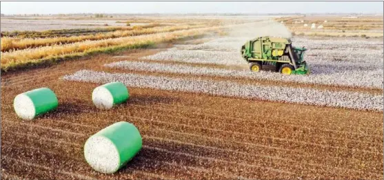  ?? XINHUA ?? A cotton picker works in the fields of Erken Reyimu in Yuli county, Northwest China’s Xinjiang Uygur autonomous region, Oct 24.