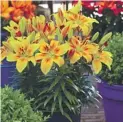  ??  ?? A. 5 Lily Golden Joy £7.99 (Code L070)