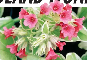  ??  ?? Clusters: Pulmonaria David Ward puts out deep pink flowers early in the season