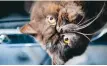  ?? FOTO: TT/ARKIV ?? Är katter flytande eller solida, eller både och? Forskning om det får årets Ignobel-pris i fysik.