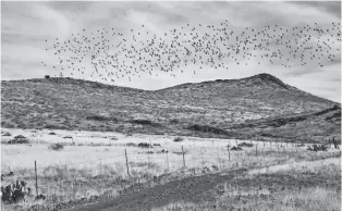  ?? PHOTOS BY MARE CZINAR/SPECIAL FOR THE REPUBLIC ?? Birds flock above the Heifer Pasture well site.