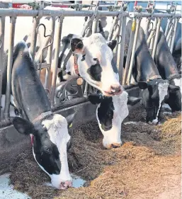  ?? Picture: Kami Thomson. ?? The number of dairy farmers in Scotland is falling but herd sizes continue to grow.