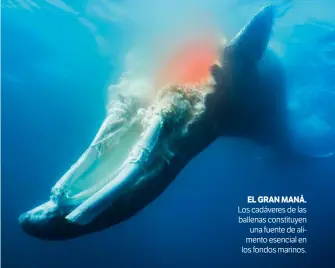  ??  ?? Los cadáveres de las ballenas constituye­n una fuente de alimento esencial en los fondos marinos.