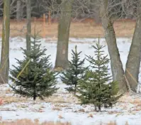  ?? MIKE DESISTI MILWAUKEE JOURNAL SENTINEL ?? Property around a home of Peter Ogden near Pewaukee Lake in the Town of Delafield includes small evergreent­ype trees.