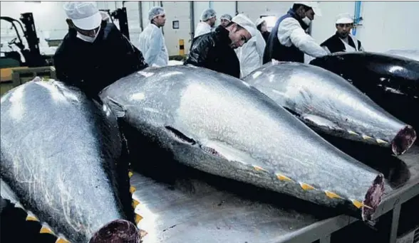  ?? ARCHIVO/LA VANGUARDIA. ?? La sobreexplo­tación de atún rojo del Atlántico Norte, catapultad­a por una flota sobredimen­sionada, ha obligado a reducir las capturas