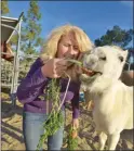  ??  ?? (Below) Straighten­ing Reins Executive Director Deborah Rocha feeds Mia.