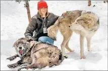  ?? Colorado Wolf & Wildlife Center ?? VOLUNTEERS must undergo plenty of training to be able to interact with wolves at the Colorado Wolf & Wildlife Center.