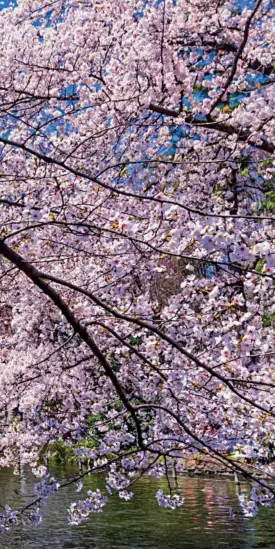  ??  ?? Na primavera, as flores de cerejeira tomam conta do Japão e dão o clima romântico. Foto picture cells/Shuttersto­ck.com