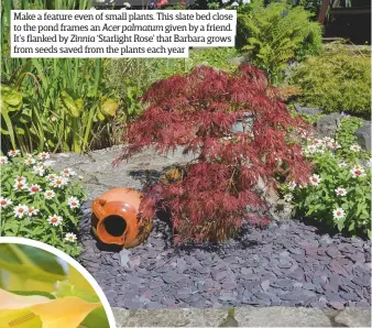  ??  ?? Make a feature even of small plants. This slate bed close to the pond frames an Acer palmatum given by a friend. It’s flanked by Zinnia ‘Starlight Rose’ that Barbara grows from seeds saved from the plants each year