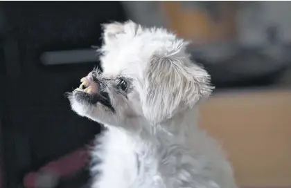  ?? CP PHOTO ?? Mugsy, a Maltese-japanese Spitz dog, at her new home in Burnaby, B.C., in January.