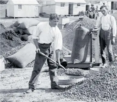  ??  ?? Sorting kauri gum at Sweetwater c1915.