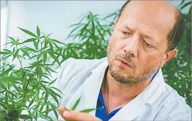  ?? GZA. IGOR KOVALCHUK ?? INVESTIGAD­OR. Trabaja con la planta desde 2015. Antes había estudiado la amapola medicinal.