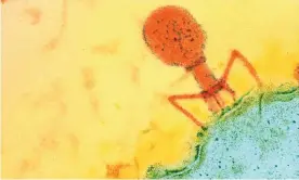 ??  ?? A false-coloured micrograph of phage therapy in action against for alcoholic liver disease. Photograph: UC San Diego Health Sciences/PA