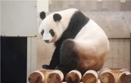  ??  ?? TOKYO This file photo taken on May 24, 2017 shows 11-year-old female giant panda Shin Shin taking a rest in her cage at Tokyo’s Ueno Zoo. — AFP photos