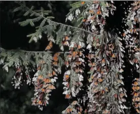  ?? The Associated Press ?? Monarch butterflie­s cling to branches in their winter nesting grounds in El Rosario Sanctuary, near Ocampo, Michoacan state, Mexico.