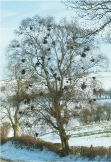  ??  ?? Part of Natureõs rich tapestry: a hedgerow tree festooned with Ôbirdsõ nestsõ of witchesõ broom