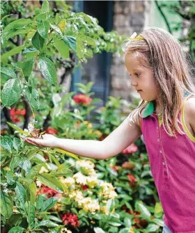  ?? Shuttersto­ck ?? For the most success, try to have plants blooming in all seasons. But even with plants blooming all season long, you will need a large area of flowers to attract butterflie­s.