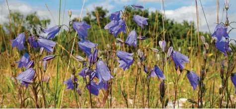  ?? Fotos: Gerhard Menzel, Martin Golling ?? Wo die Natur so verschwend­erisch mit Farben kleckst, dort war in den letzten Jahren Gerhard Menzel nicht weit.