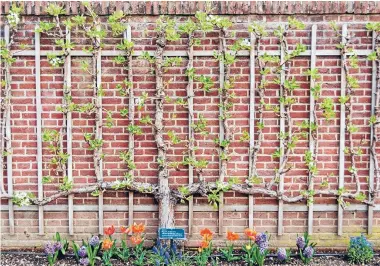  ?? Photo: 123rf.com ?? Espalierin­g trees against exterior walls or fences can turn a barren space into a productive one.