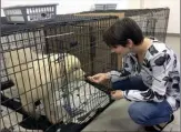  ?? The Canadian Press ?? Canadian Olympic gold medallist Meagan Duhamel meets with Saffie, one of 80 dogs rescued from a dog meat farm in South Korea, currently being cared for in Montreal.