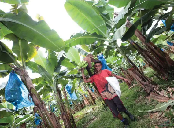  ?? GRACIELA SOLIS / ARCHIVO ?? El hongo Fusarium Raza 4 devasta las plantacion­es de banano, puede sobrevivir en la tierra por treinta años.