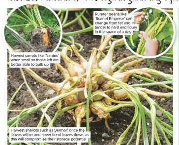  ??  ?? Harvest carrots like ‘Nantes’ when small so those left are better able to bulk up
Harvest shallots such as ‘Jermor’ once the leaves wither and never bend leaves down, as this will compromise their storage potential
Runner beans like ‘Scarlet Emperor’ can change from fat and tender to hard and floury in the space of a day