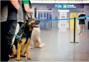  ?? — AFP ?? One of the dogs trained to detect the Coronaviru­s with its trainer at the Helsinki airport.