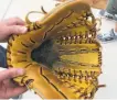  ?? Susan Slusser / The Chronicle ?? Pat Venditte, who throws both right- and left-handed, uses a special six-fingered glove with two thumb slots.