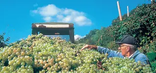  ??  ?? Raccolto
Il clima ha influito non poco nella vendemmia 2017. Le più colpite sono state le uve precoci